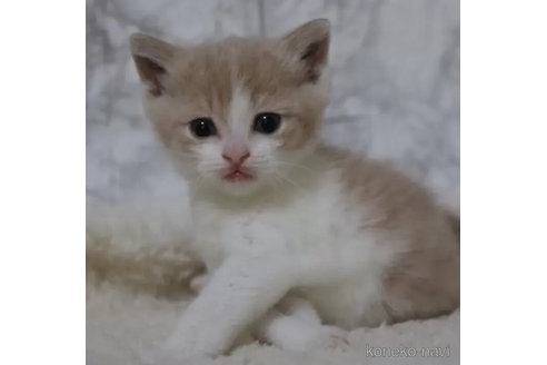 販売中の埼玉県のスコティッシュフォールド-112318の2枚目