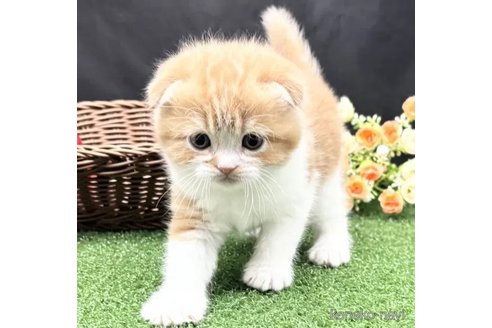 販売中の兵庫県のスコティッシュフォールド(折れ耳)-112319の4枚目