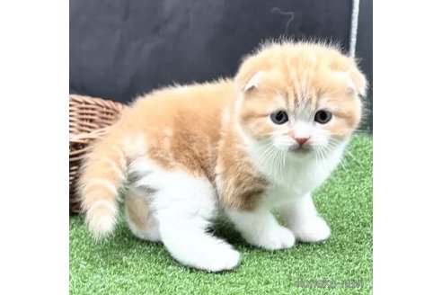販売中の兵庫県のスコティッシュフォールド(折れ耳)-112319の5枚目