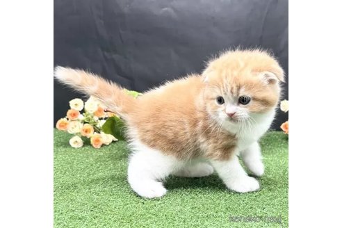販売中の兵庫県のスコティッシュフォールド(折れ耳)-112319の3枚目