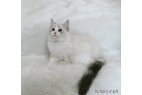 成約済の茨城県のラグドール-112324の3枚目