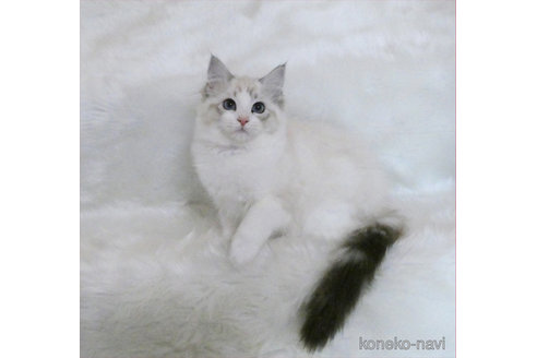 成約済の茨城県のラグドール-112324の5枚目