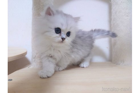 販売中の愛知県のペルシャ(チンチラ)-112336の2枚目