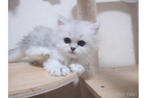 販売中の愛知県のペルシャ(チンチラ)-112336の5枚目