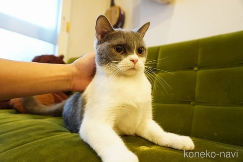 成約済の神奈川県のブリティッシュショートヘア-112337の13枚目