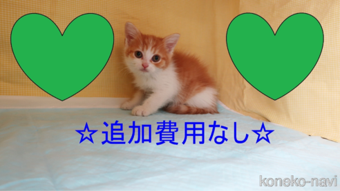 販売中の東京都のマンチカン-112380