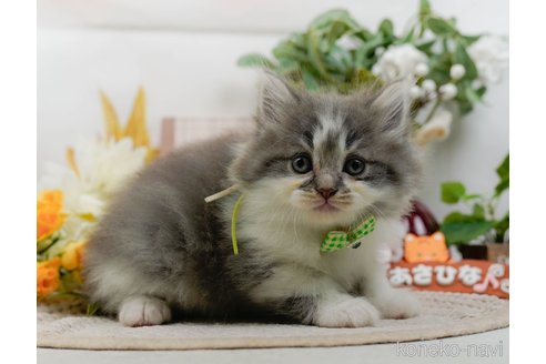 成約済の神奈川県のサイベリアン-112343の4枚目