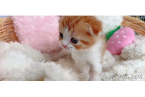 成約済の群馬県のスコティッシュフォールド-112350の4枚目