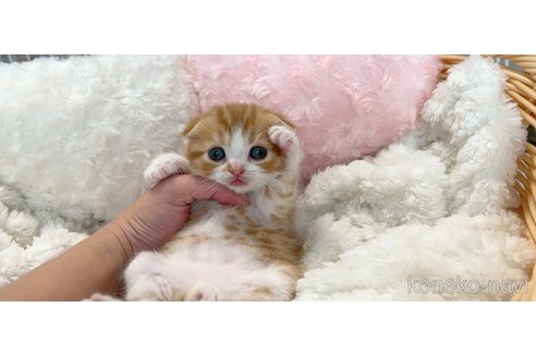 成約済の群馬県のスコティッシュフォールド-112350の5枚目