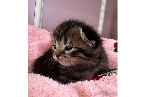 販売中の広島県のフォールデックス-112351の4枚目