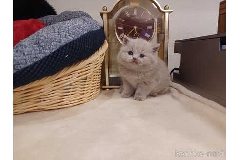 成約済の東京都のブリティッシュショートヘア-112356の6枚目