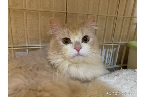販売中の三重県のスコティッシュフォールド-98781の7枚目