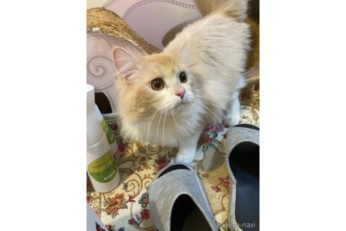販売中の三重県のスコティッシュフォールド-98781の4枚目