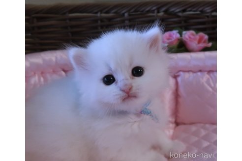 成約済の埼玉県のサイベリアン-111823の3枚目