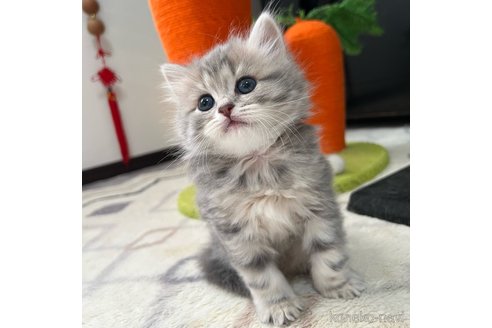 成約済の三重県のスコティッシュフォールド-111475の11枚目