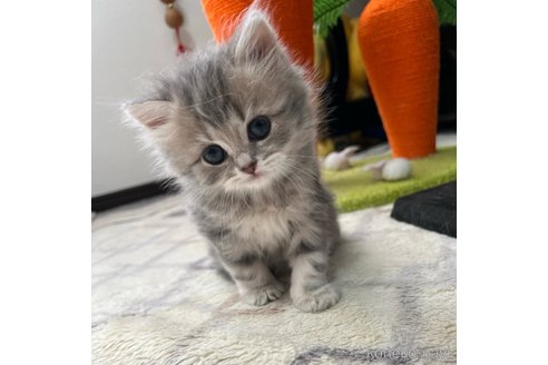 成約済の三重県のスコティッシュフォールド-111475の13枚目