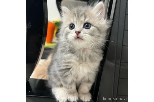 成約済の三重県のスコティッシュフォールド-111475の10枚目