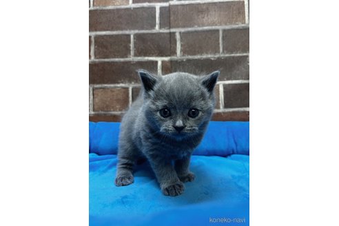 販売中の東京都のブリティッシュショートヘア-112360