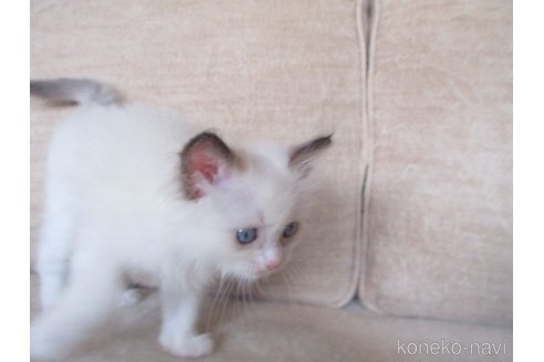 販売中の大分県のラグドール-112361の2枚目