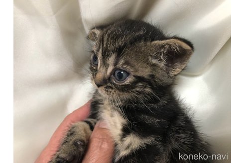 成約済の三重県のアメリカンショートヘア-112362の3枚目