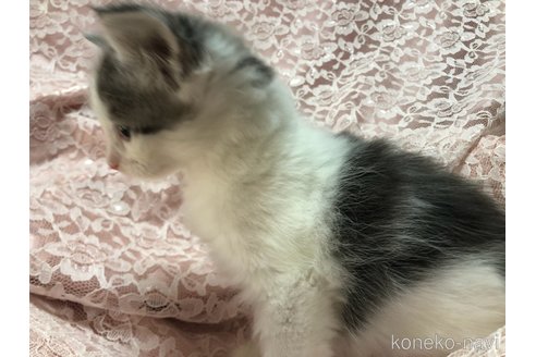 成約済の三重県のメインクーン-112363の3枚目