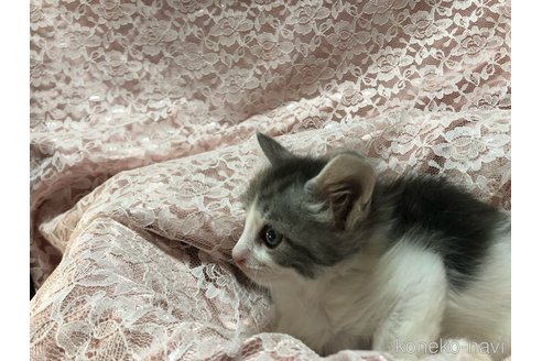 成約済の三重県のメインクーン-112364の6枚目