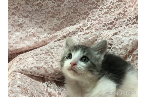 成約済の三重県のメインクーン-112364の8枚目
