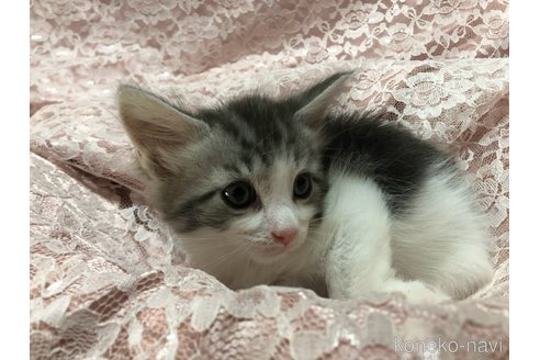 成約済の三重県のメインクーン-112364の9枚目
