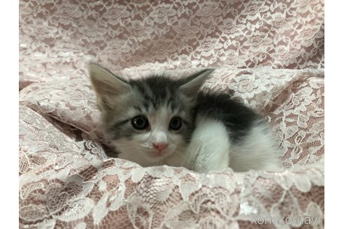成約済の三重県のメインクーン-112364の2枚目