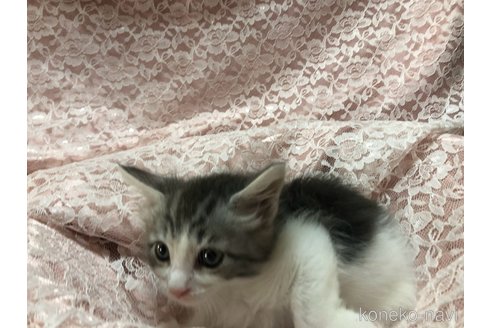 成約済の三重県のメインクーン-112364の3枚目