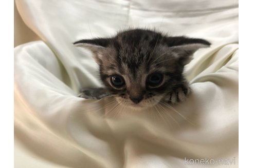 成約済の三重県のアメリカンショートヘア-112366の2枚目