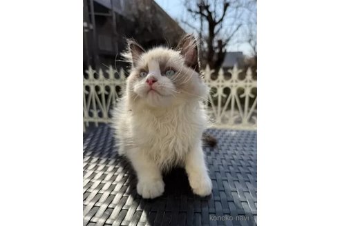販売中の埼玉県のラグドール-112377の6枚目