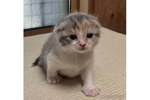 販売中ののスコティッシュフォールド(折れ耳)-112382