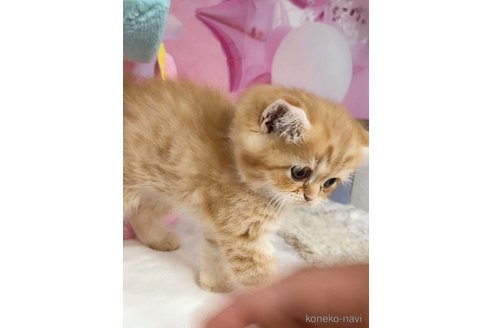 販売中の千葉県のミヌエット-112383の7枚目