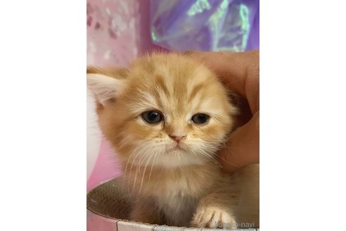 販売中の千葉県のミヌエット-112383の9枚目