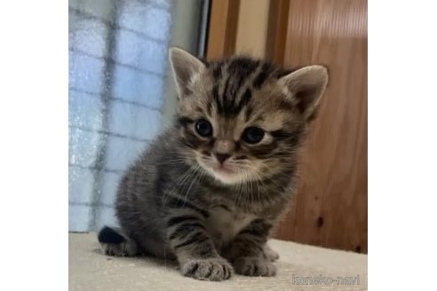 商談中の岐阜県のスコティッシュフォールド-112384の3枚目