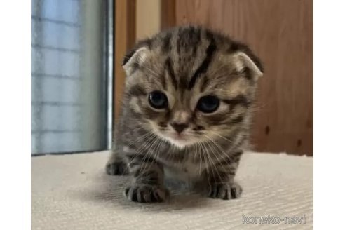 販売中の岐阜県のスコティッシュフォールド(折れ耳)-112385の3枚目