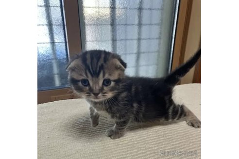 商談中の岐阜県のスコティッシュフォールド(折れ耳)-112386の4枚目