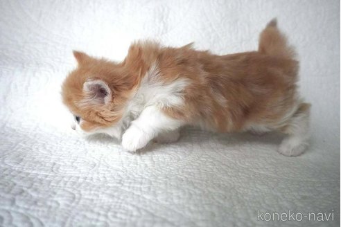 販売中の愛知県のノルウェージャンフォレストキャット-112390の4枚目
