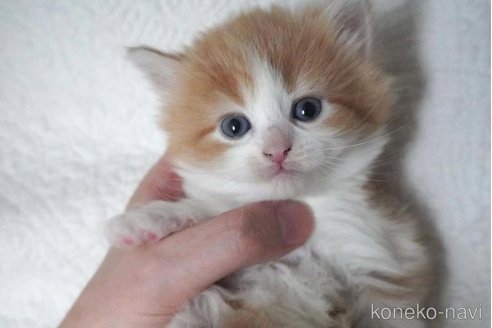 販売中の愛知県のノルウェージャンフォレストキャット-112390の3枚目