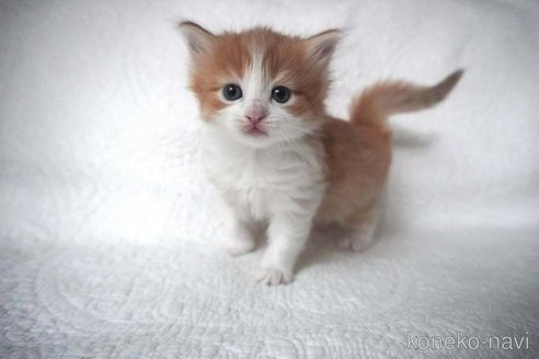 販売中の愛知県のノルウェージャンフォレストキャット-112391の1枚目