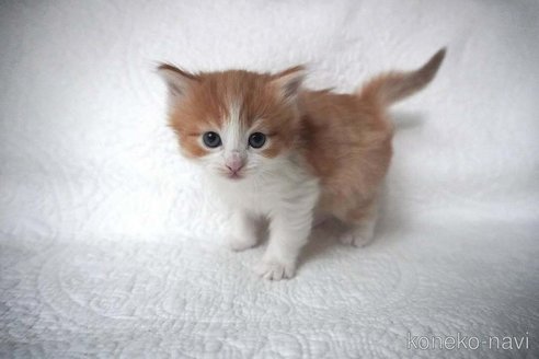 販売中の愛知県のノルウェージャンフォレストキャット-112391の3枚目