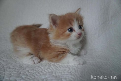 販売中の愛知県のノルウェージャンフォレストキャット-112392の4枚目
