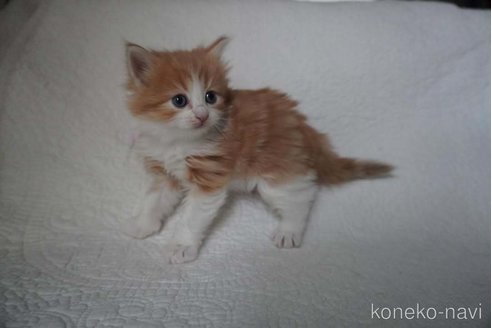 販売中の愛知県のノルウェージャンフォレストキャット-112392の3枚目