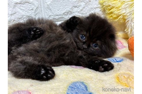 成約済の山梨県のスコティッシュフォールド(折れ耳)-112393の1枚目