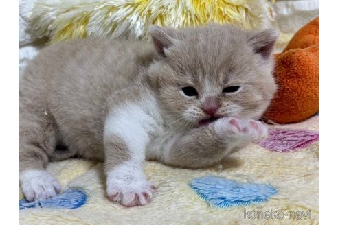 成約済の山梨県のブリティッシュショートヘア-112395の3枚目