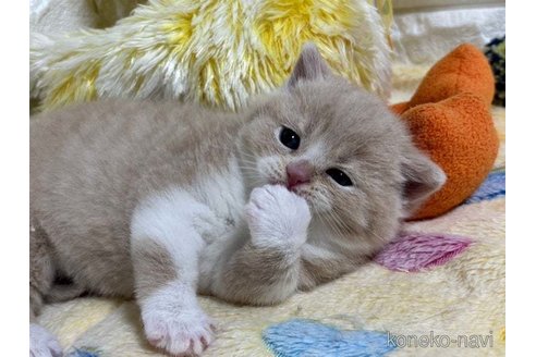 成約済の山梨県のブリティッシュショートヘア-112395の2枚目