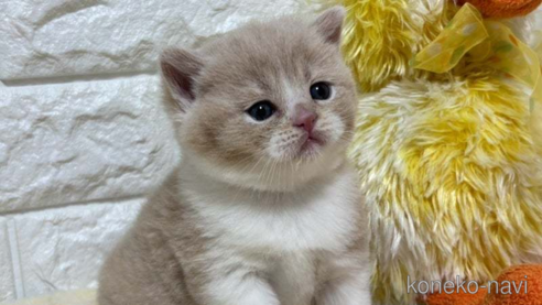 成約済の山梨県のブリティッシュショートヘア-112395の1枚目