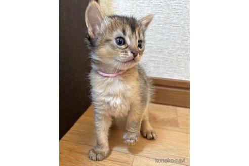 商談中の千葉県のソマリ-112401の2枚目