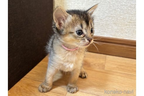 商談中の千葉県のソマリ-112401の3枚目